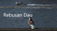 Rebusan Daun Seledri untuk Obat Apa?