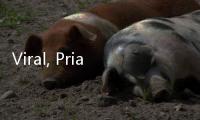 Viral, Pria Panik Nangis Histeris Gara